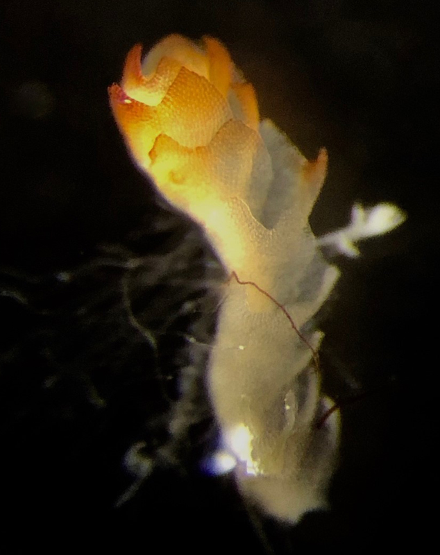 Barbilophozia sudetica
